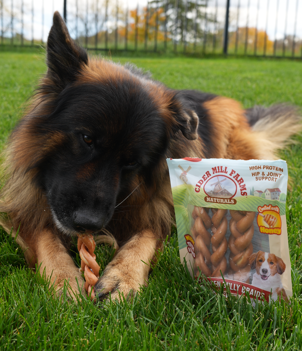 Dog enjoying a treat